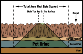 how urine soaks into a carpet