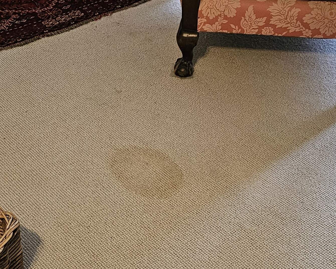 20240822_091533 Pet urine stain on a wool loop carpet in a domestic setting