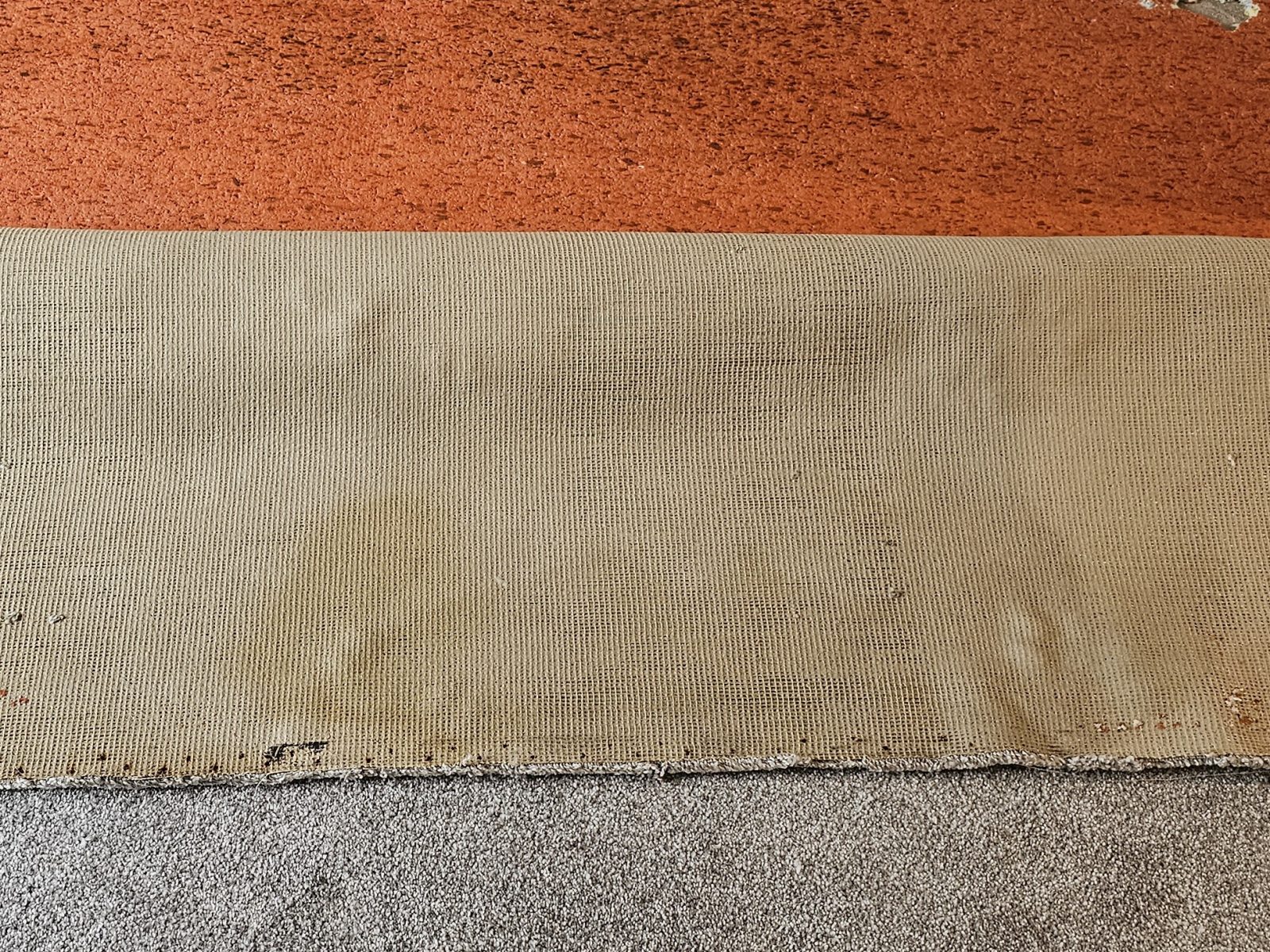 20240930_094203 Pet urine damage to carpet backing and underlay requiring specialist treatment