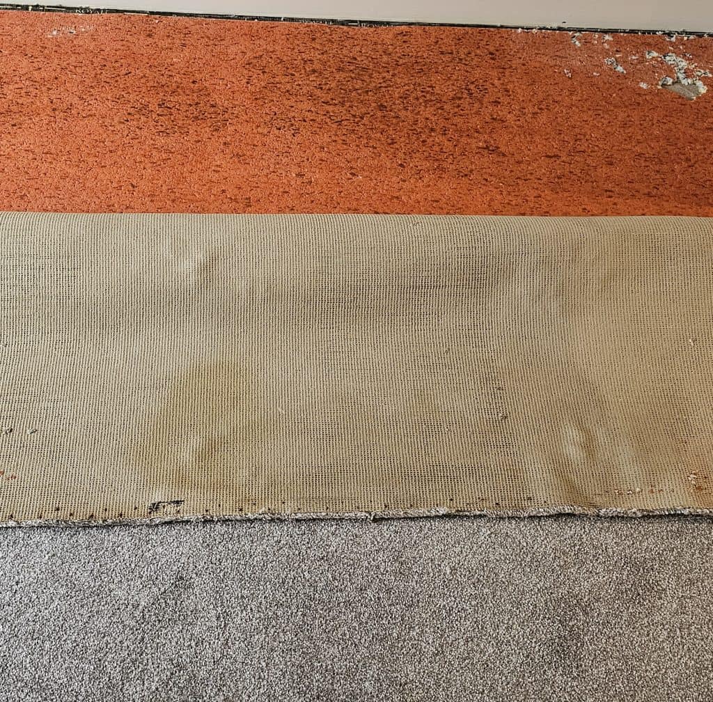 Carpet lifted showing urine-damaged backing and contaminated underlay in Shropshire home